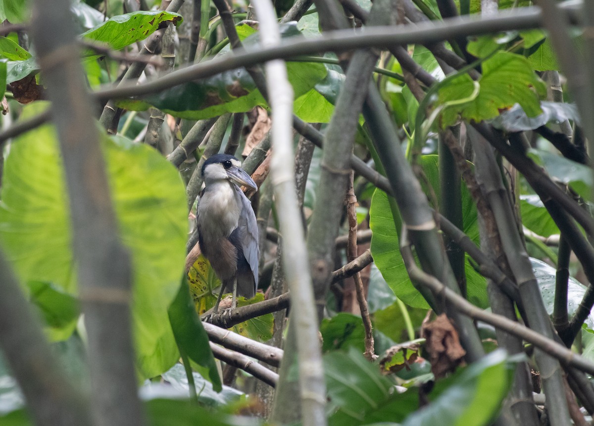 Boat-billed Heron - ML644314376