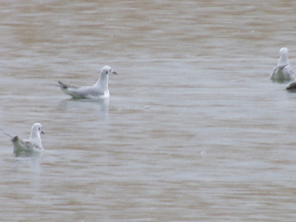 Bonaparte's Gull - ML644314377