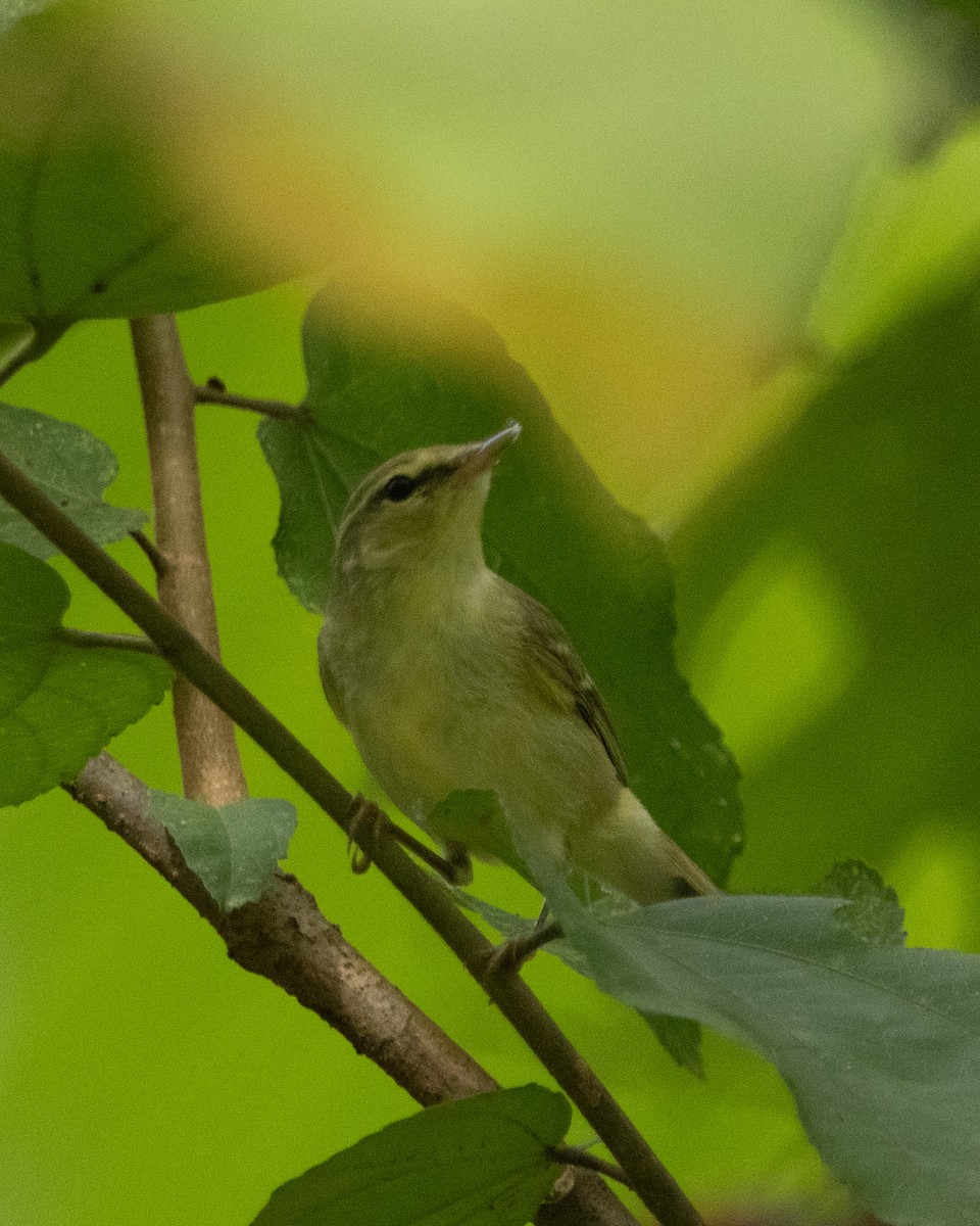 Вівчарик жовточеревий - ML644314381