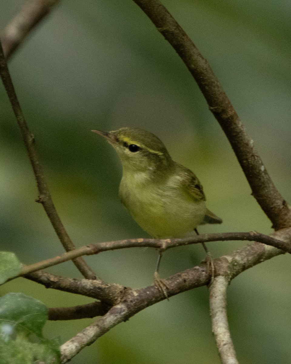 Вівчарик жовточеревий - ML644314382