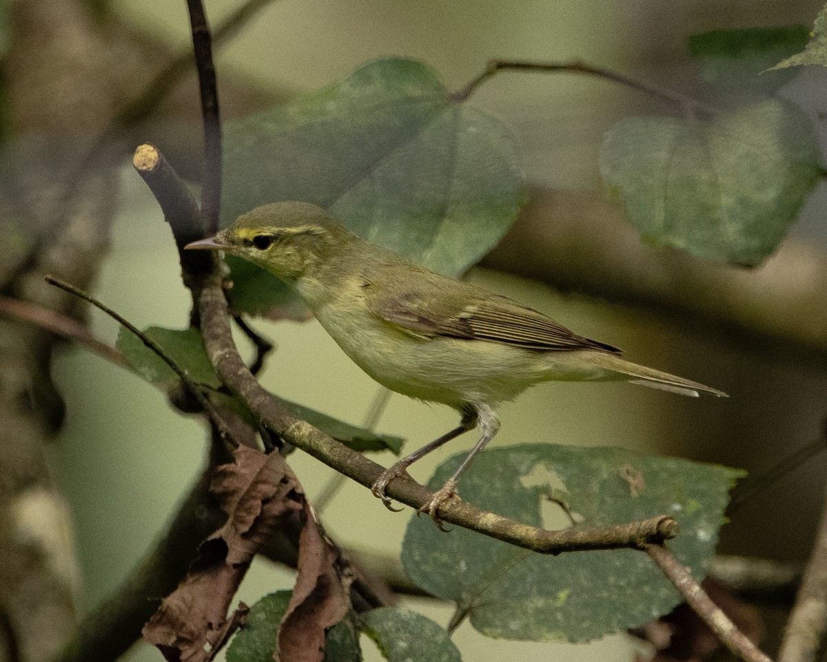 Вівчарик жовточеревий - ML644314383