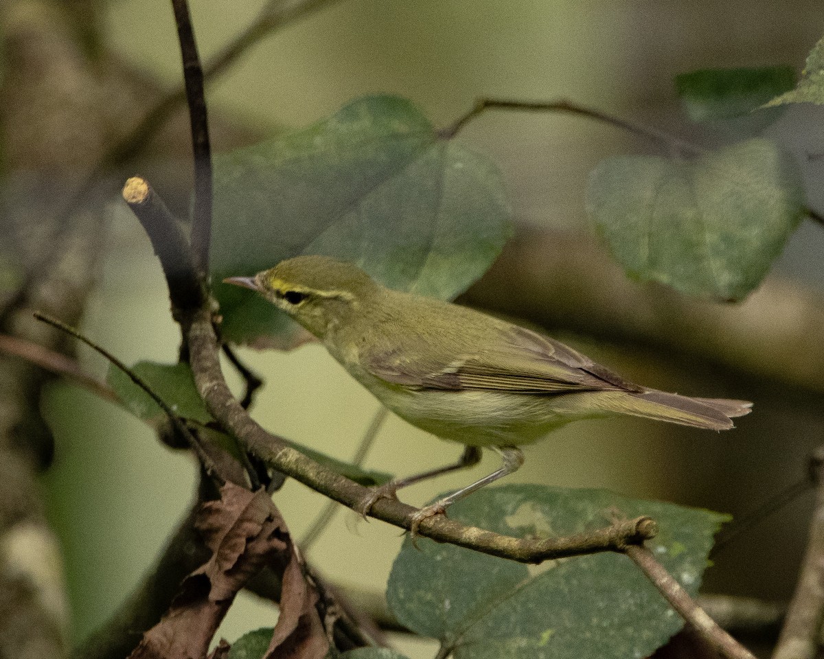 Вівчарик жовточеревий - ML644314384