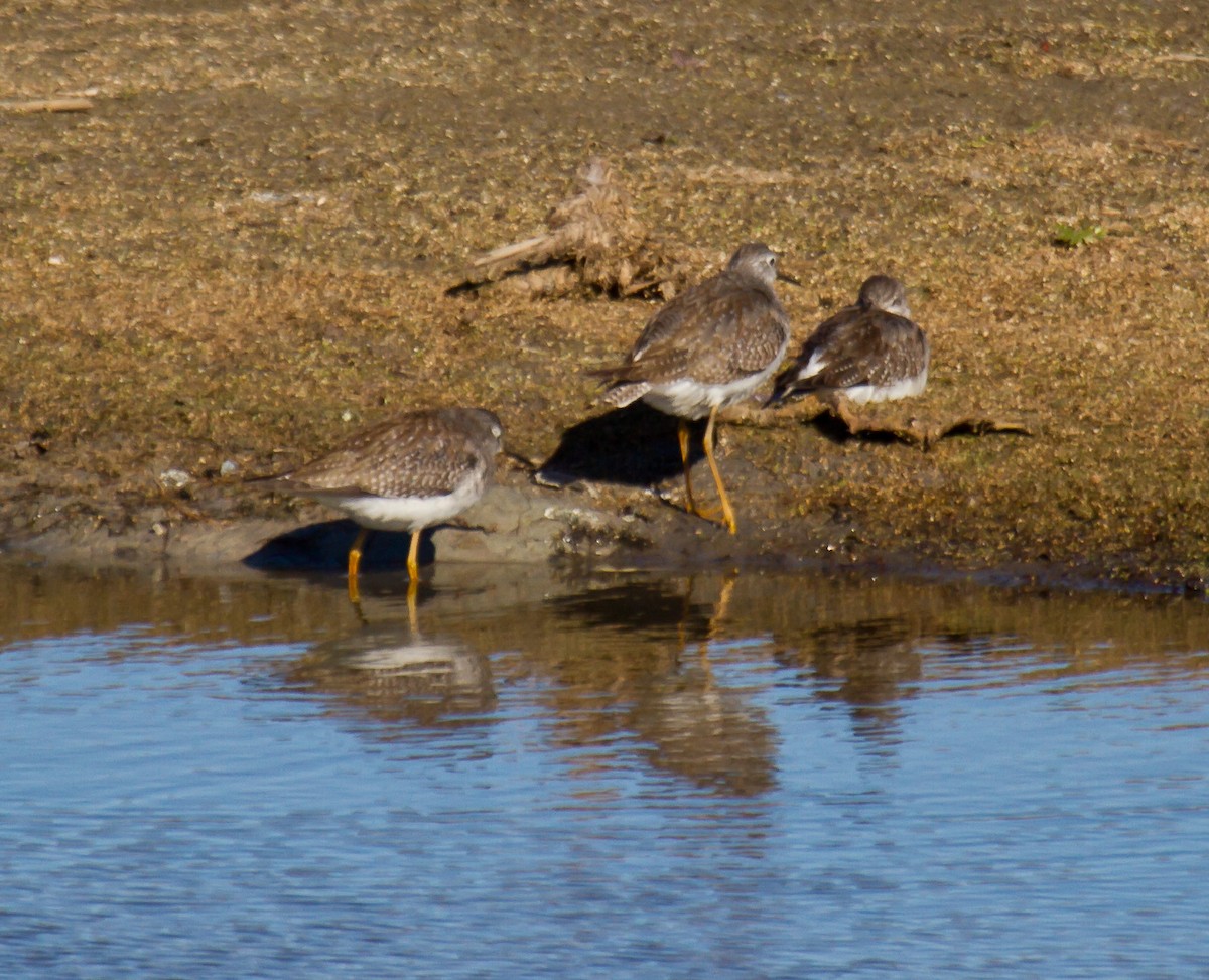 vodouš žlutonohý - ML644314389