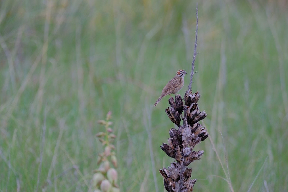 Toygar Serçesi - ML644314393