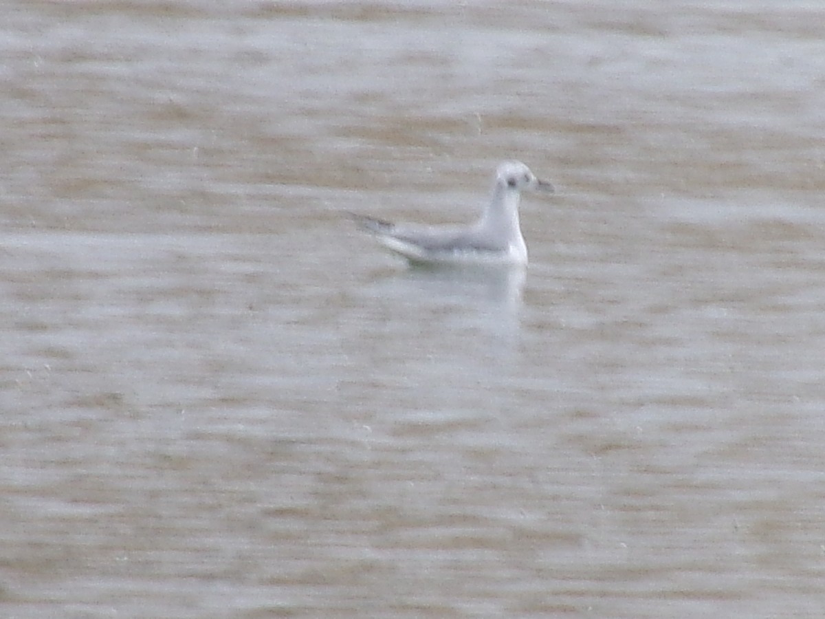 Bonaparte's Gull - ML644314397