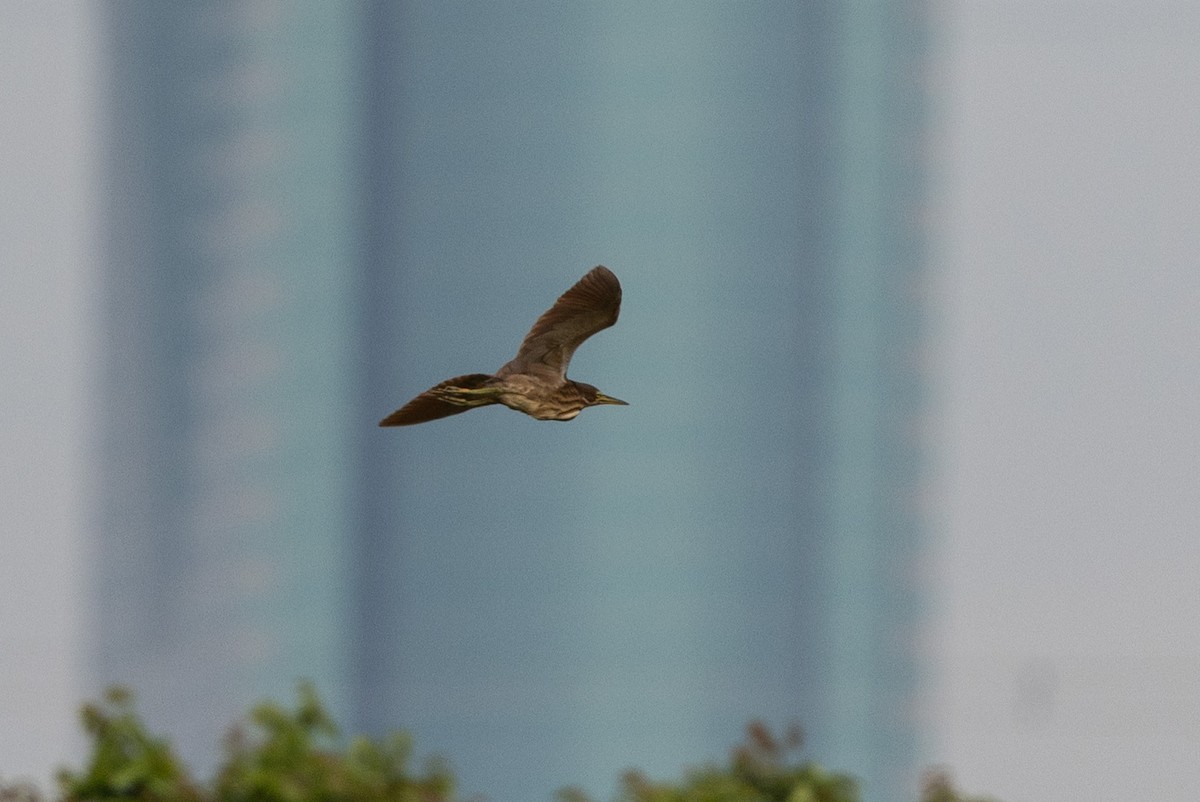 Cinnamon Bittern - ML644314409