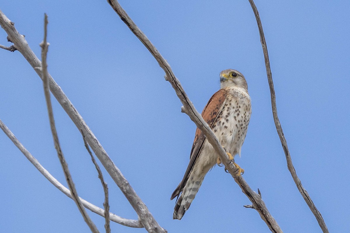 Malagasy Kestrel - ML644314412