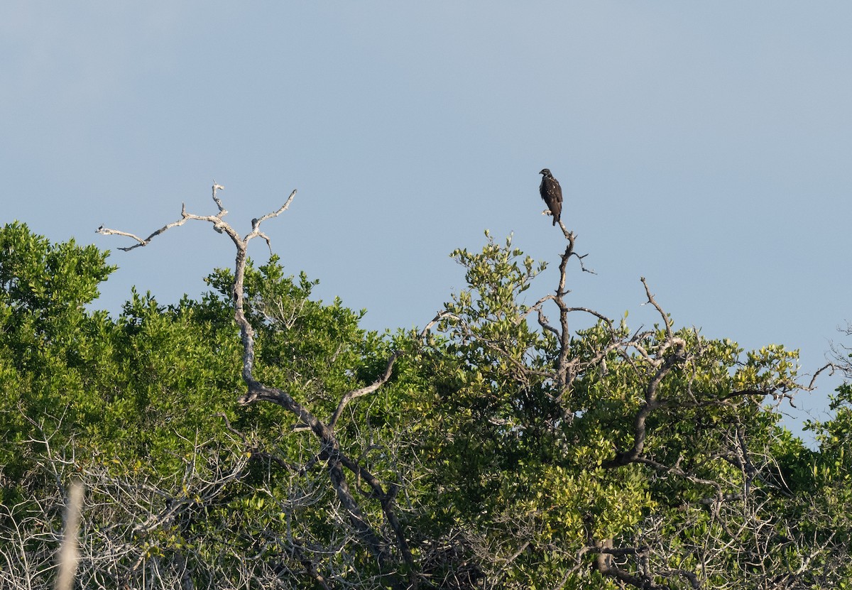 Common Black Hawk - ML644314413