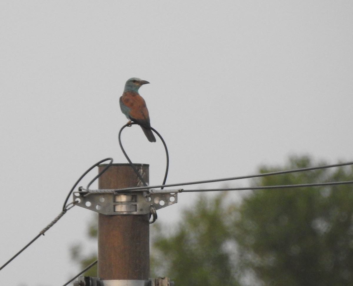 Сиворакша євразійська - ML644314414