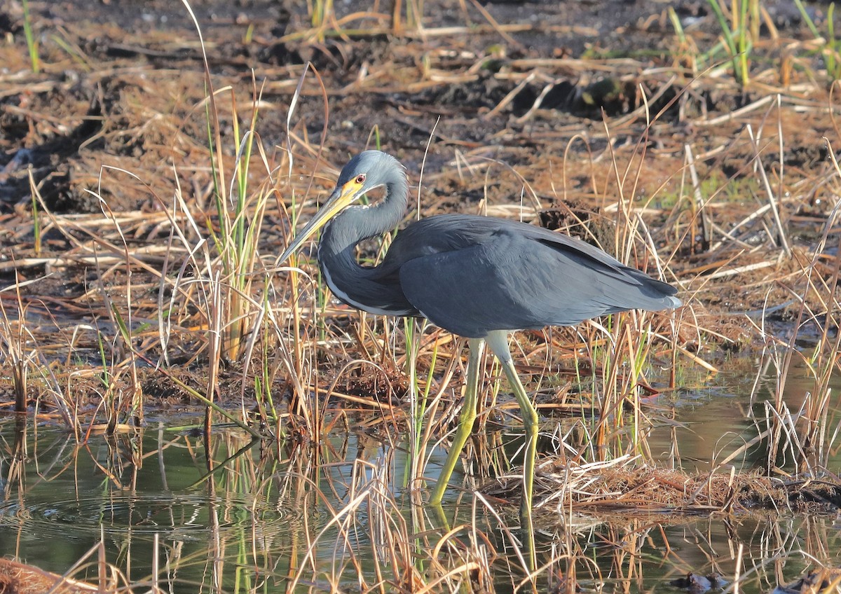 Tricolored Heron - ML644314422