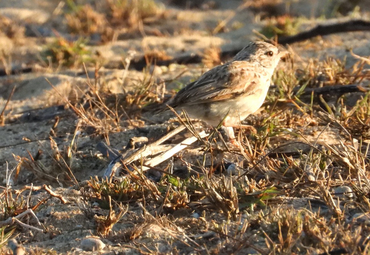 Madagaskarlerche - ML644314425