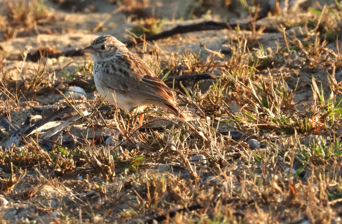 Madagaskarlerche - ML644314426