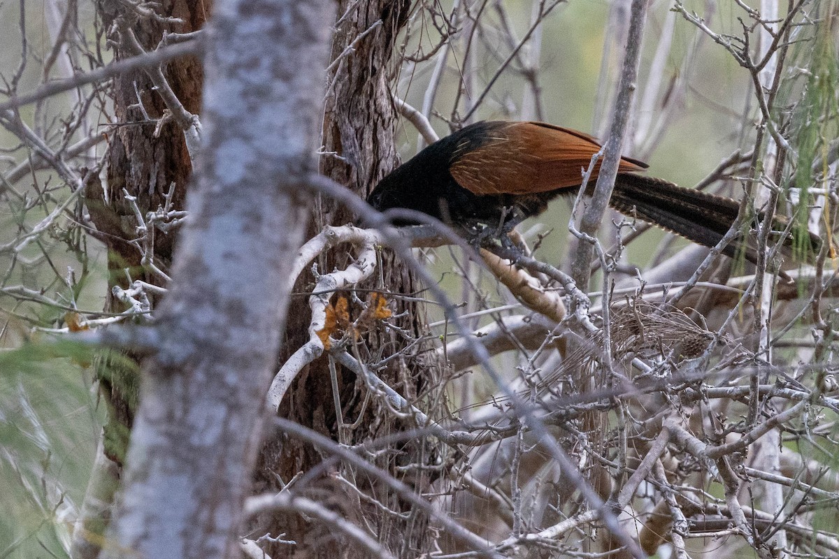 Malagasy Coucal - ML644314428