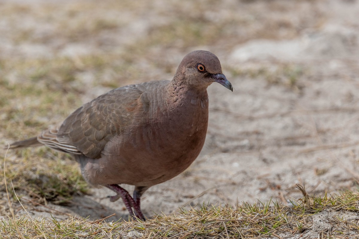 Горлиця мадагаскарська - ML644314429