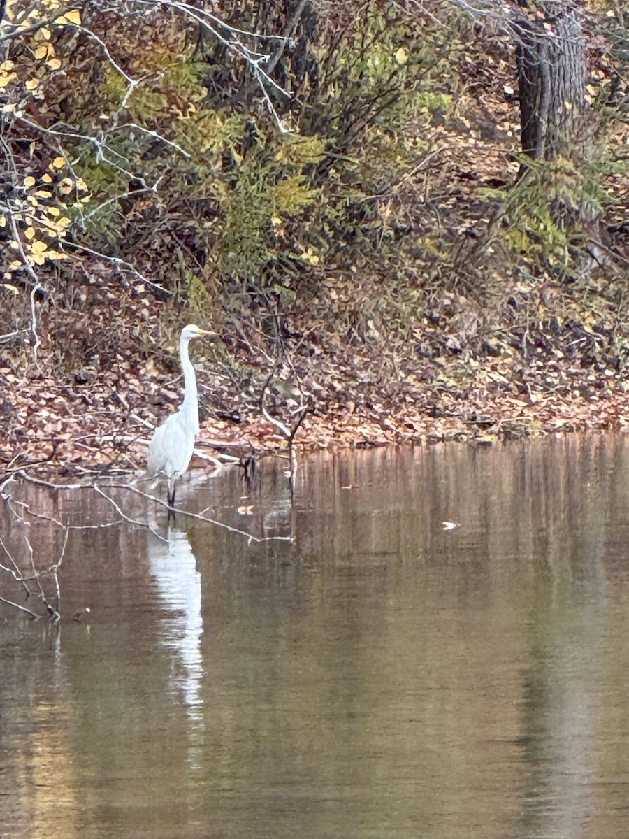 大白鷺 - ML644314438