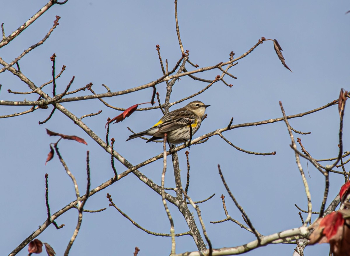 Yellow-rumped Warbler (Myrtle) - ML644314442