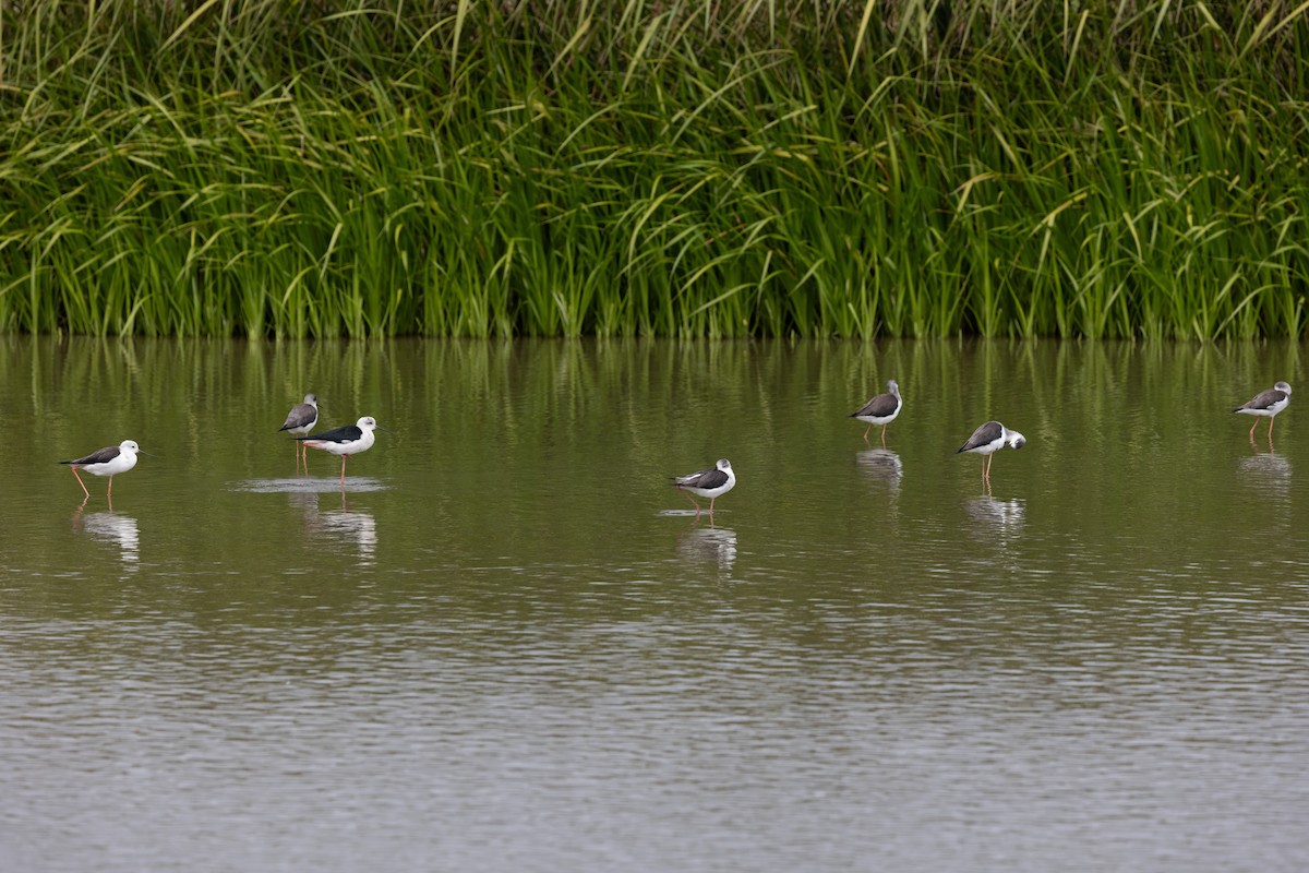 Эгэл хилэн жигүүр - ML644314454