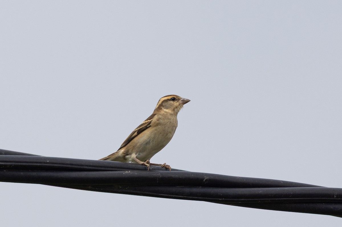 山麻雀 - ML644314456