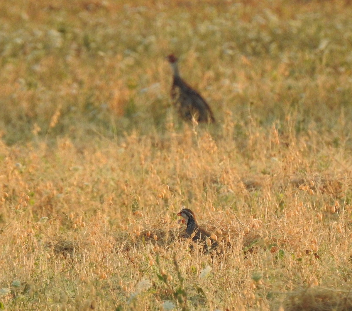 Red-legged Partridge - ML644314459