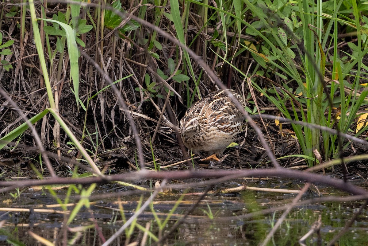 Galeper japoniarra - ML644314462