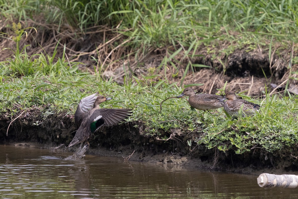 Green-winged Teal (Eurasian) - ML644314477