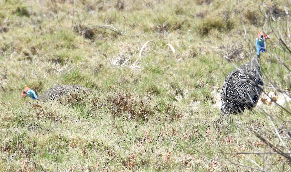 Helmeted Guineafowl - ML644314478