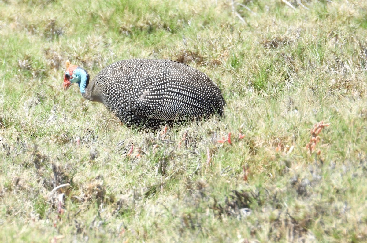 Helmeted Guineafowl - ML644314479