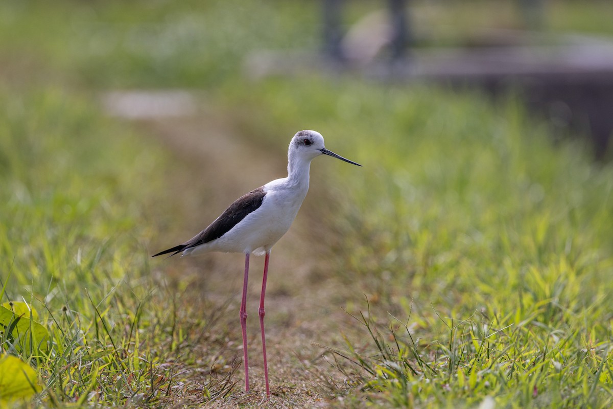 Эгэл хилэн жигүүр - ML644314486