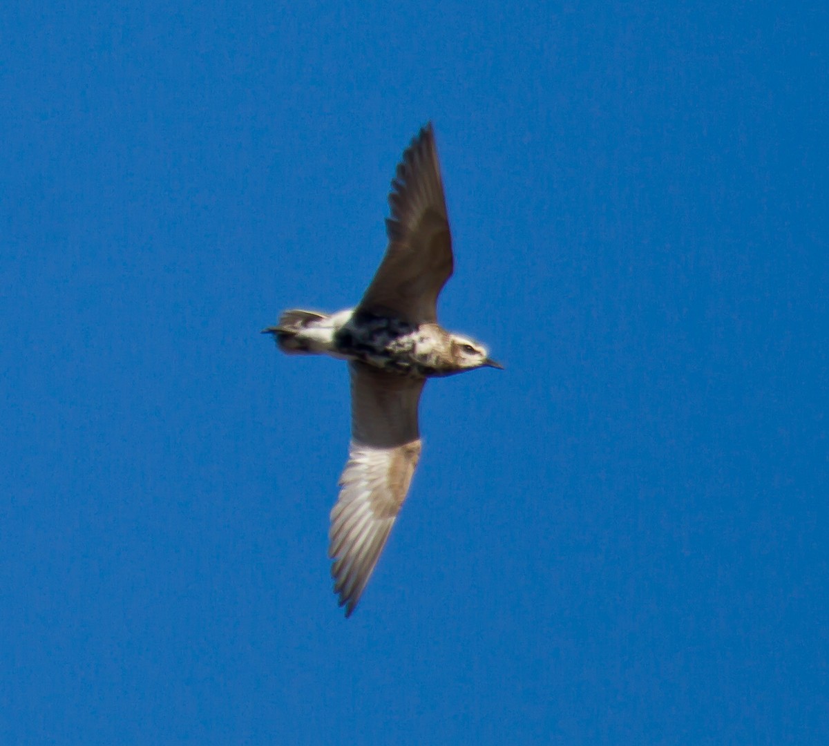 kulík hnědokřídlý - ML644314491