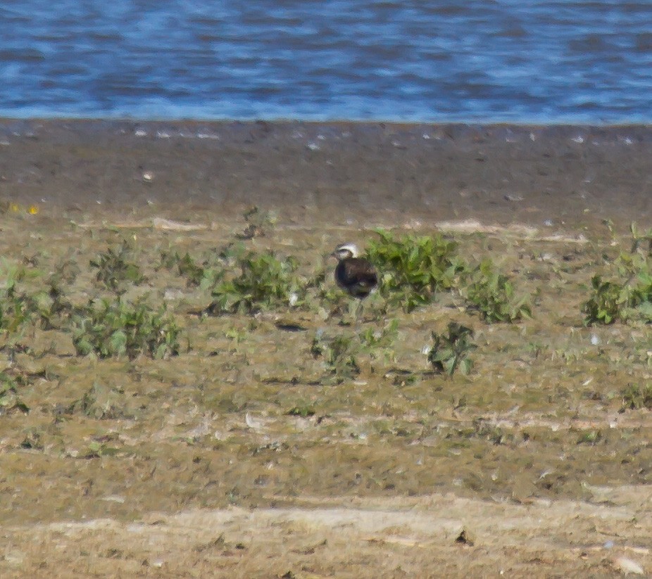 kulík hnědokřídlý - ML644314492