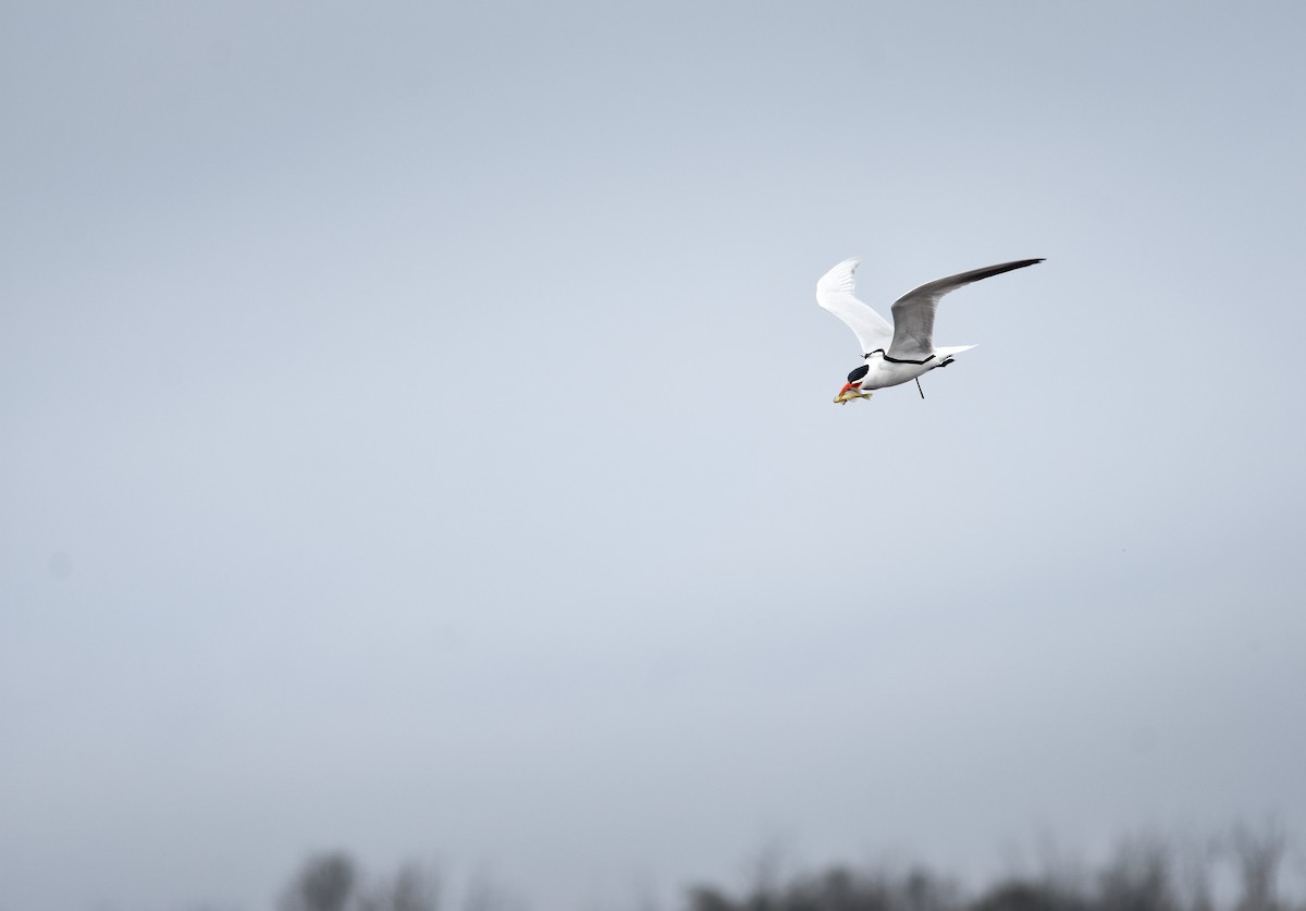 Caspian Tern - ML644314493