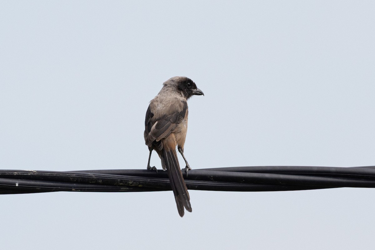 Alcaudón Schach (schach) - ML644314495