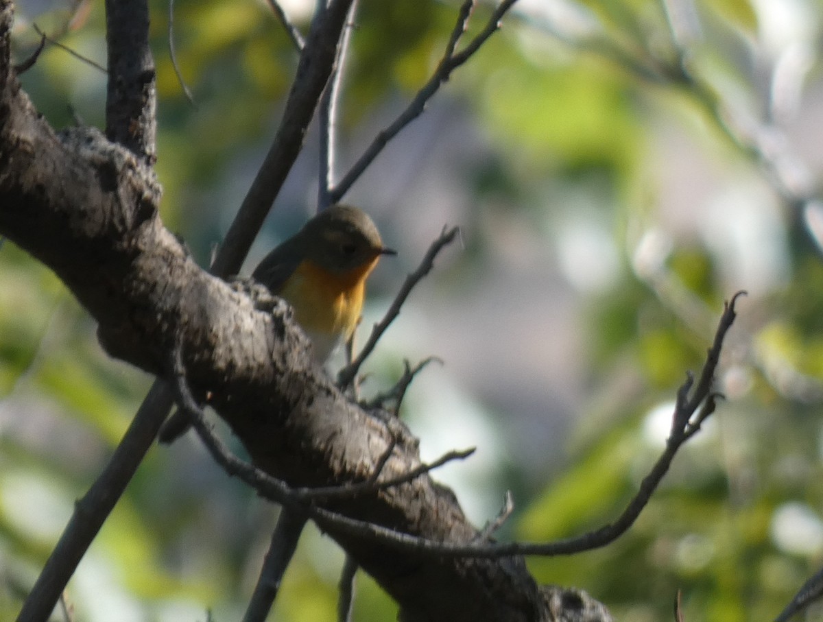 Mugimaki Flycatcher - ML644314497