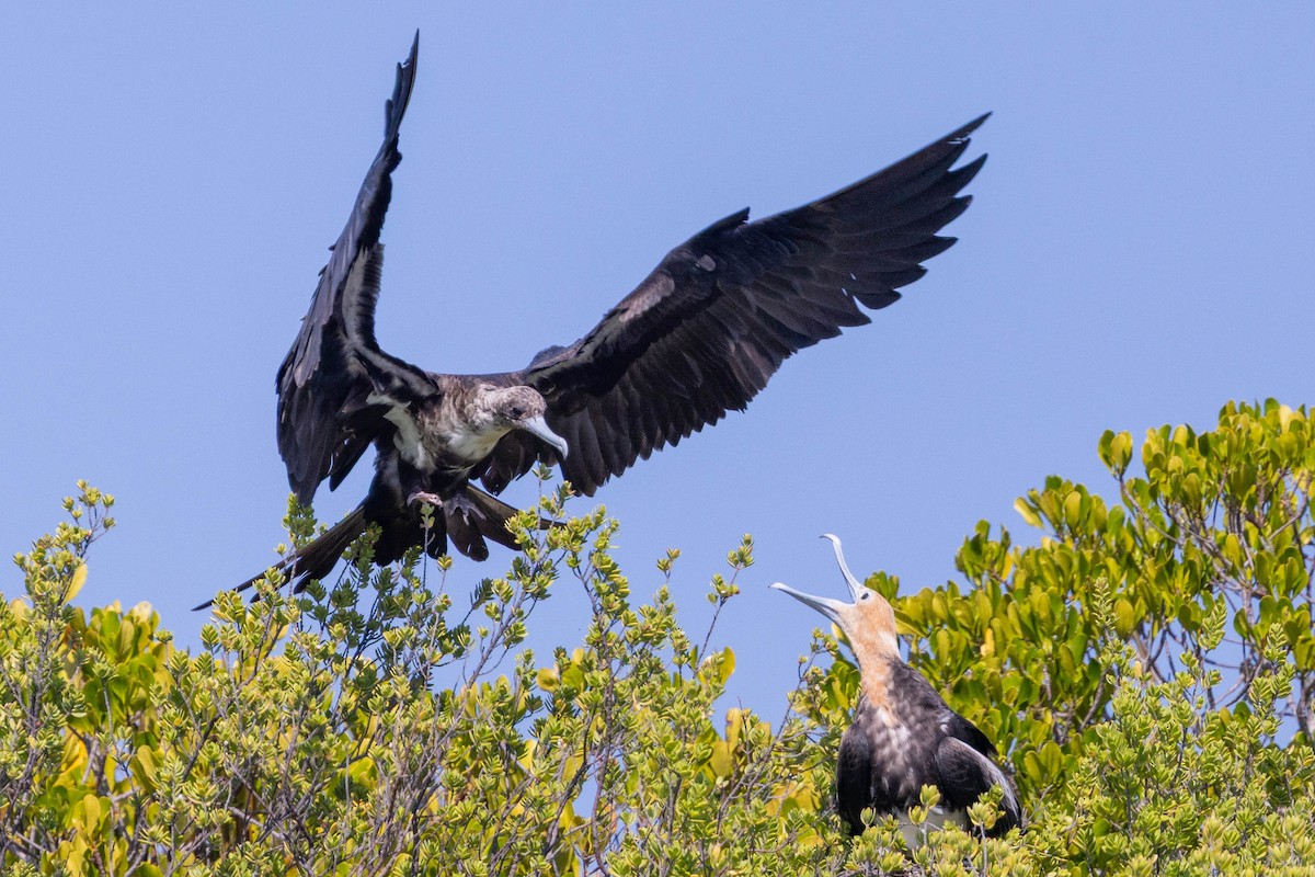 Great Frigatebird - ML644314498