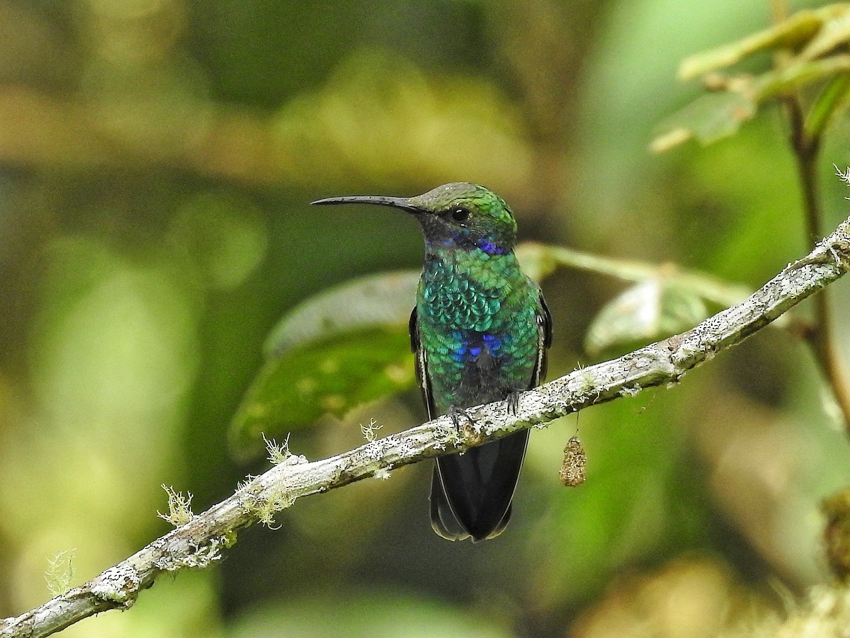 fiolørekolibri - ML644314501