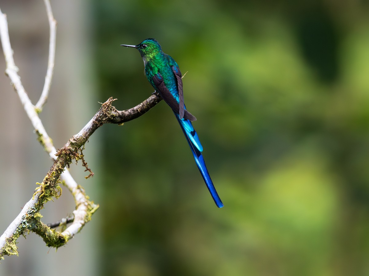 Violet-tailed Sylph - ML644314502