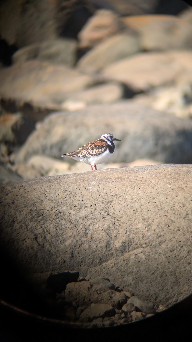 Tournepierre à collier - ML644314511
