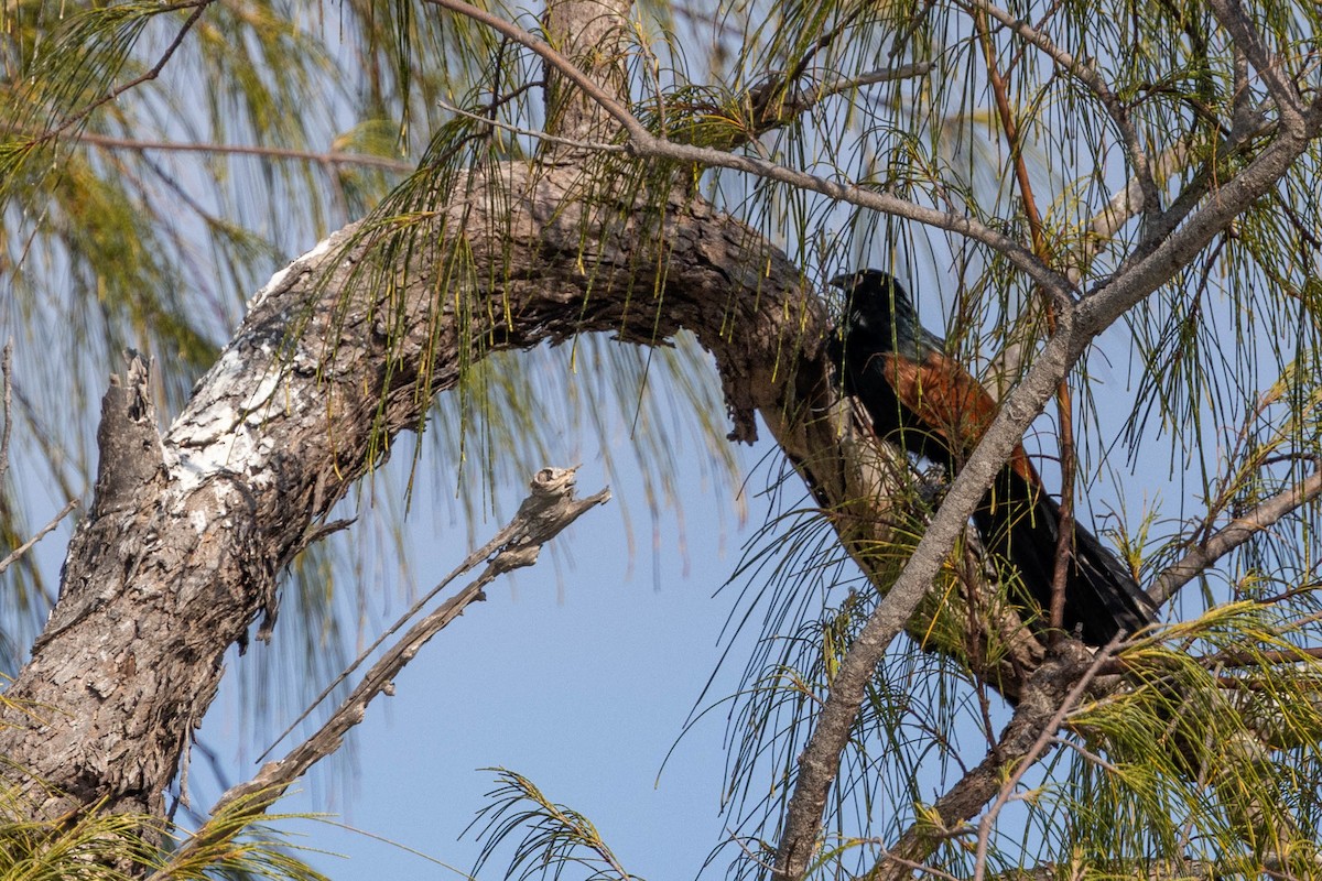 Malagasy Coucal - ML644314517