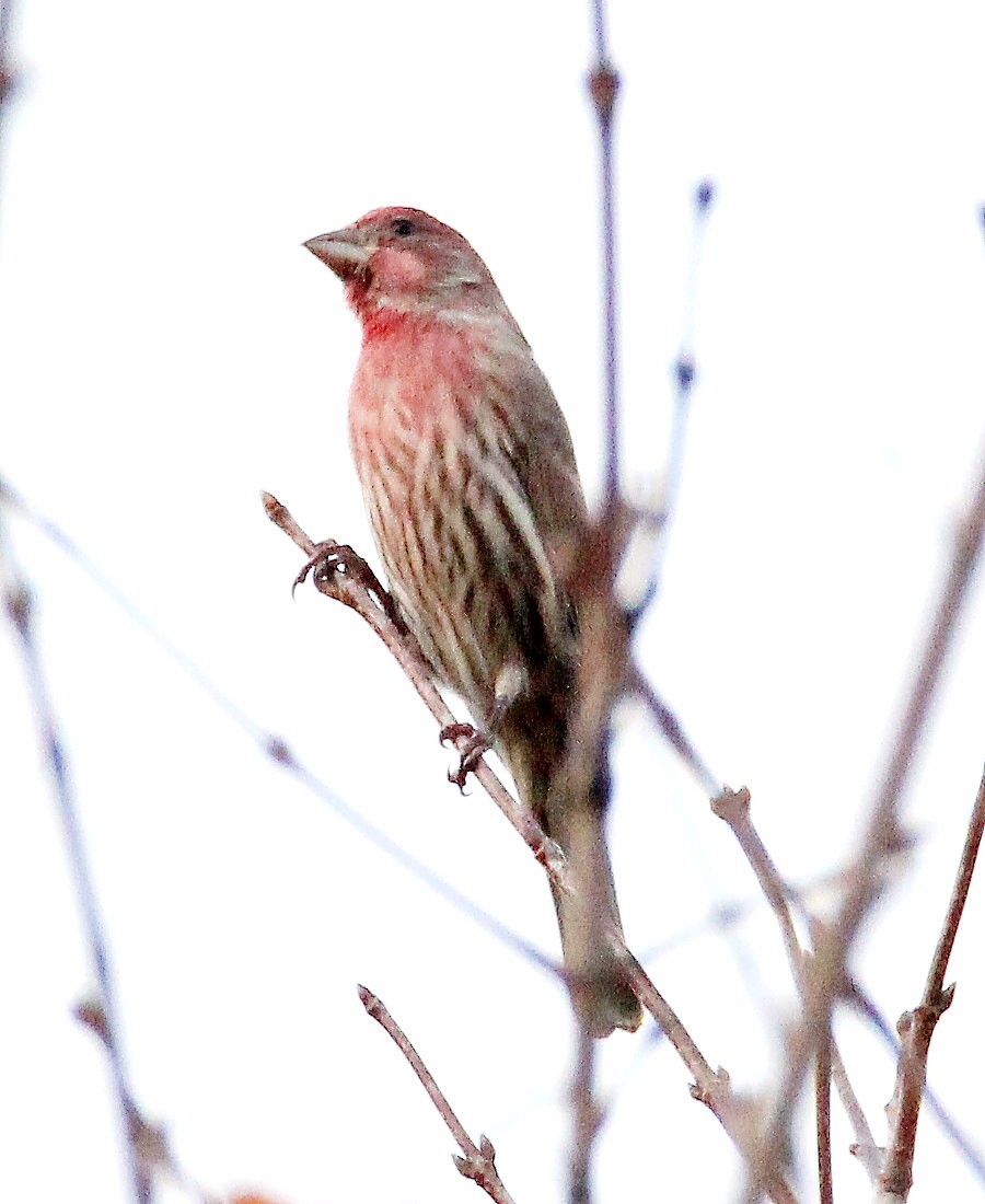 hýl rudoprsý - ML644314520