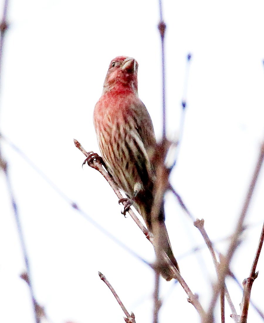 hýl rudoprsý - ML644314522