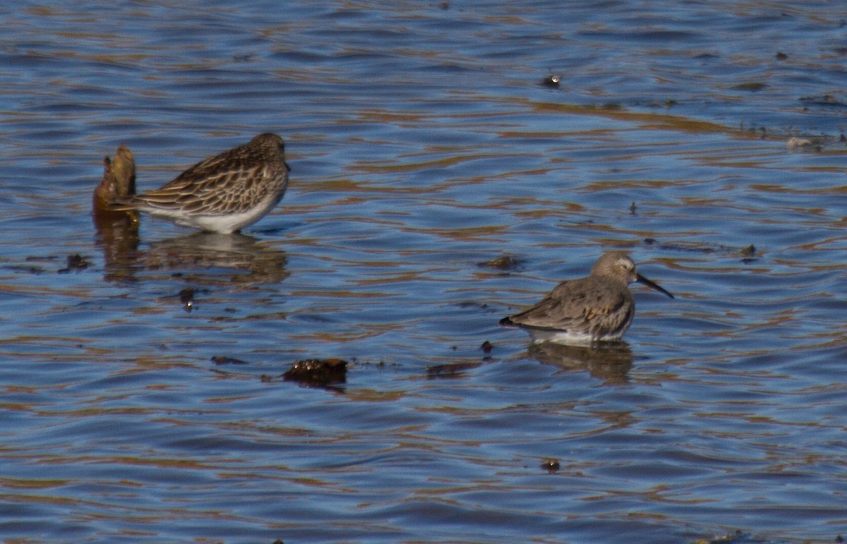 jespák obecný - ML644314526