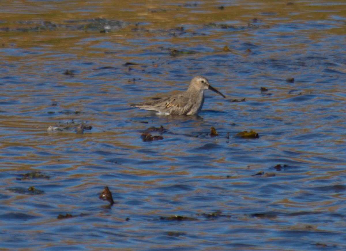 jespák obecný - ML644314527