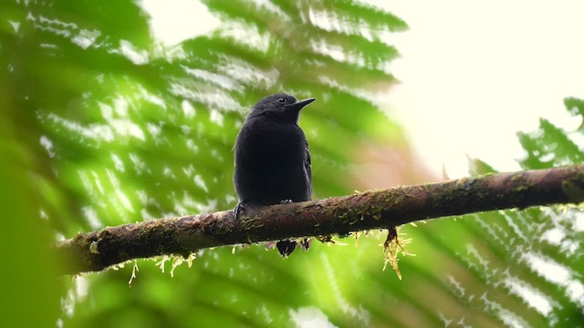 Slaty Antwren - ML644314528