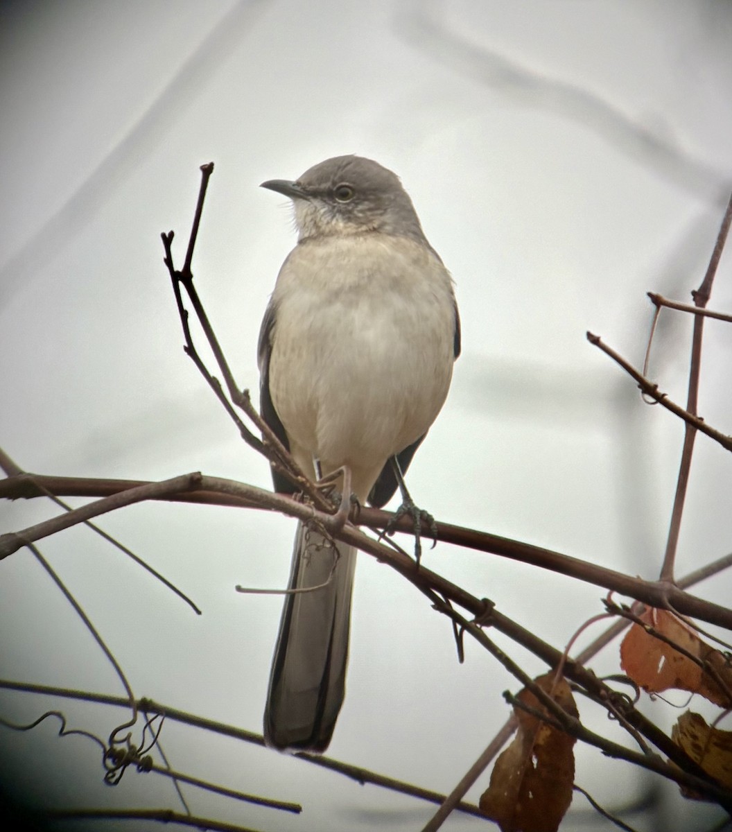 Gartenspottdrossel - ML644314533