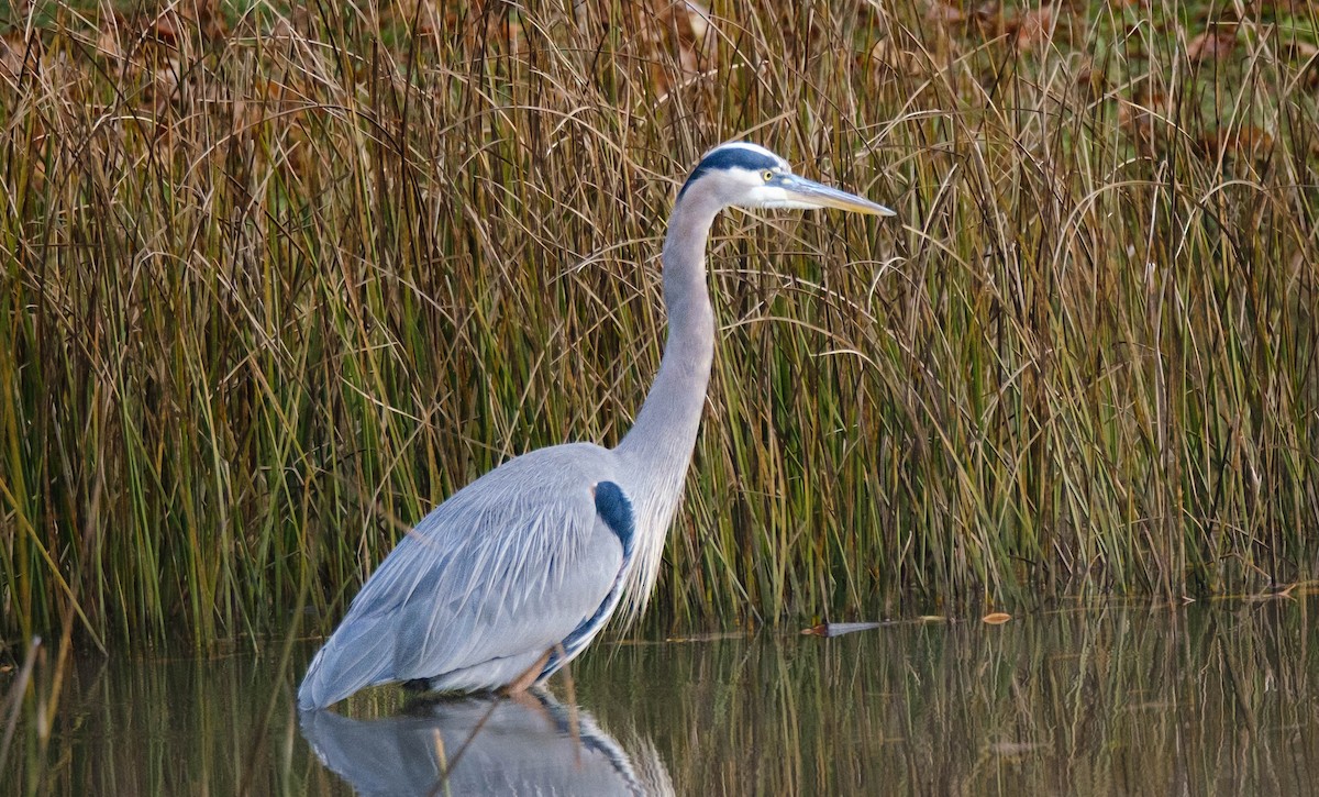 volavka velká - ML644314537