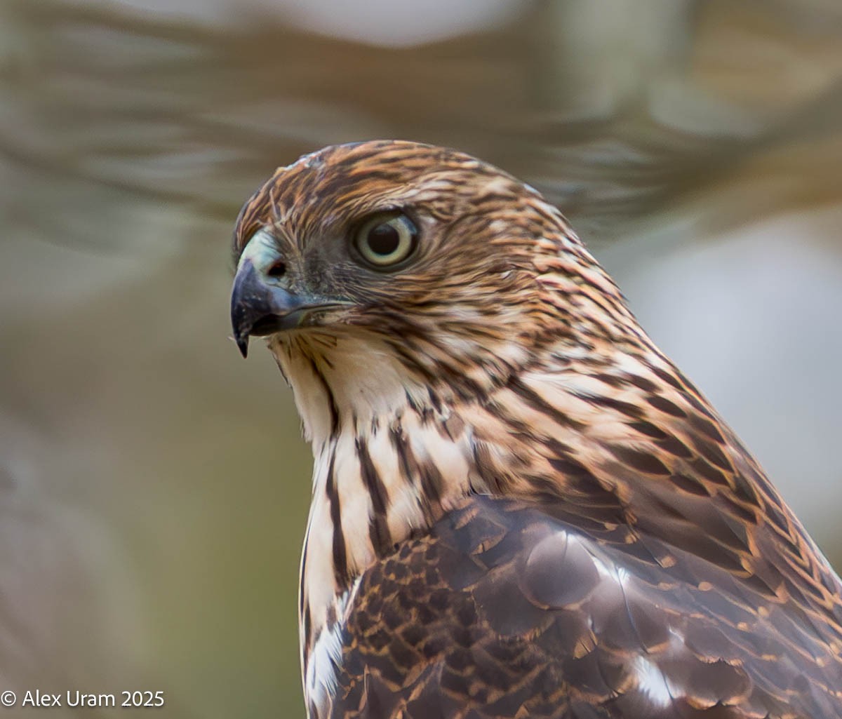 Cooper's Hawk - ML644314538