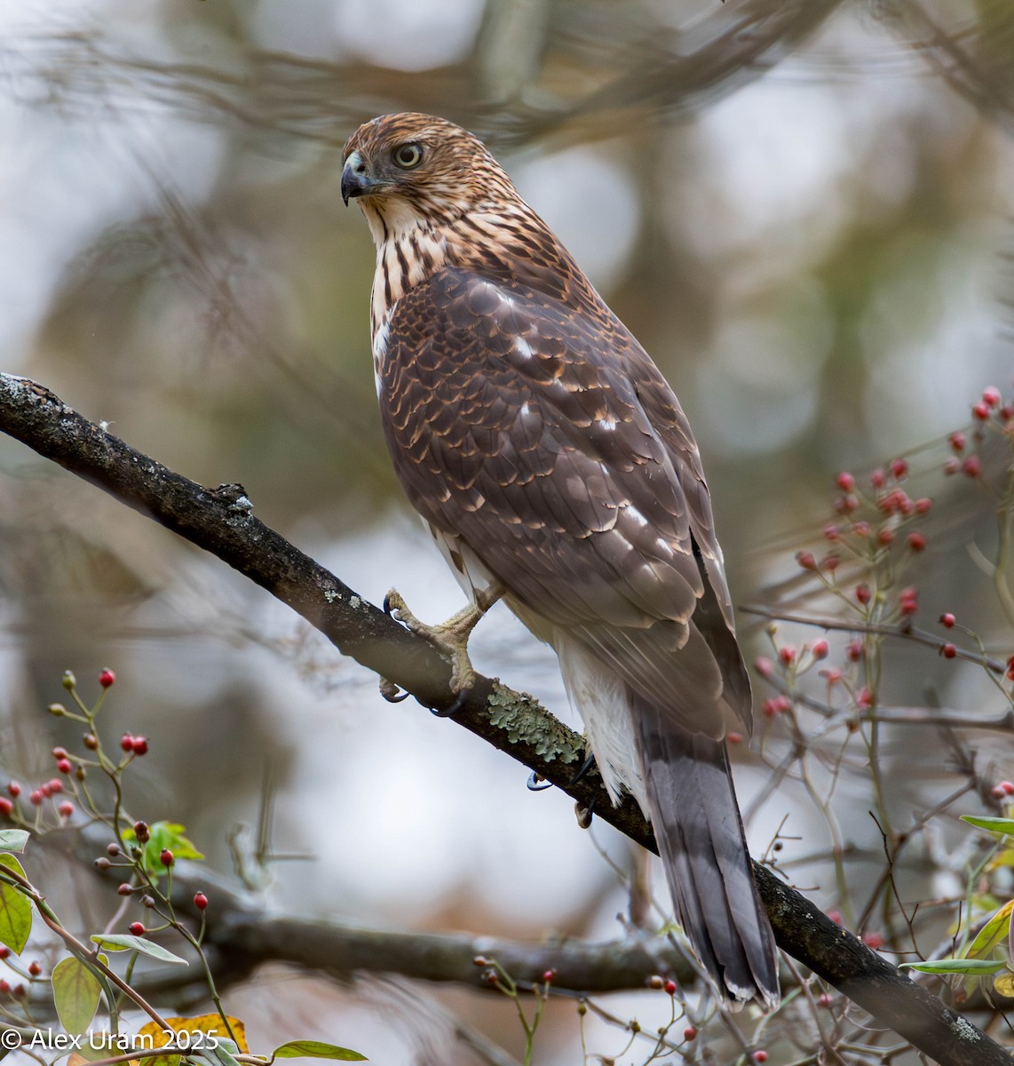 Cooper's Hawk - ML644314539