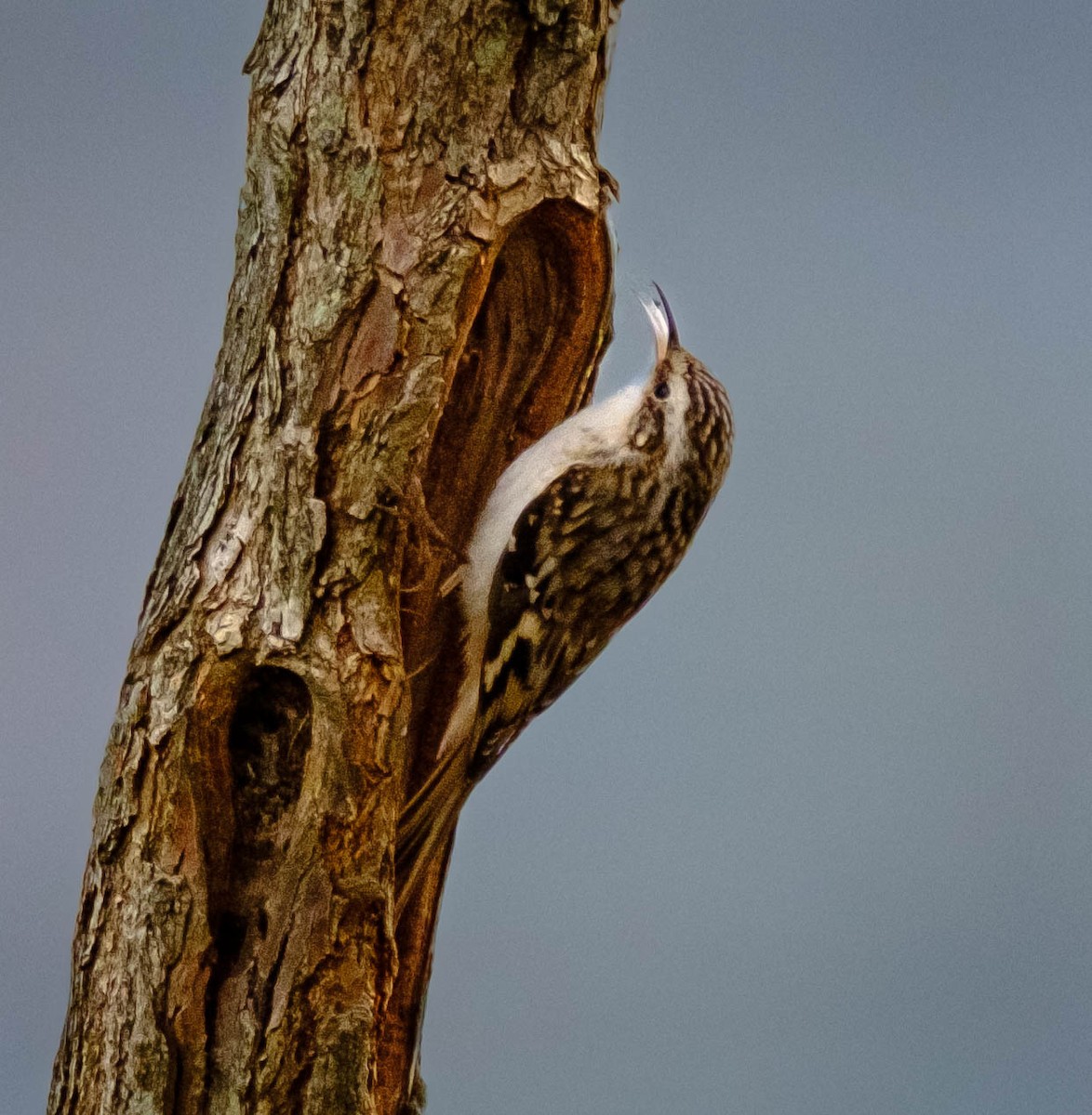 šoupálek americký - ML644314541