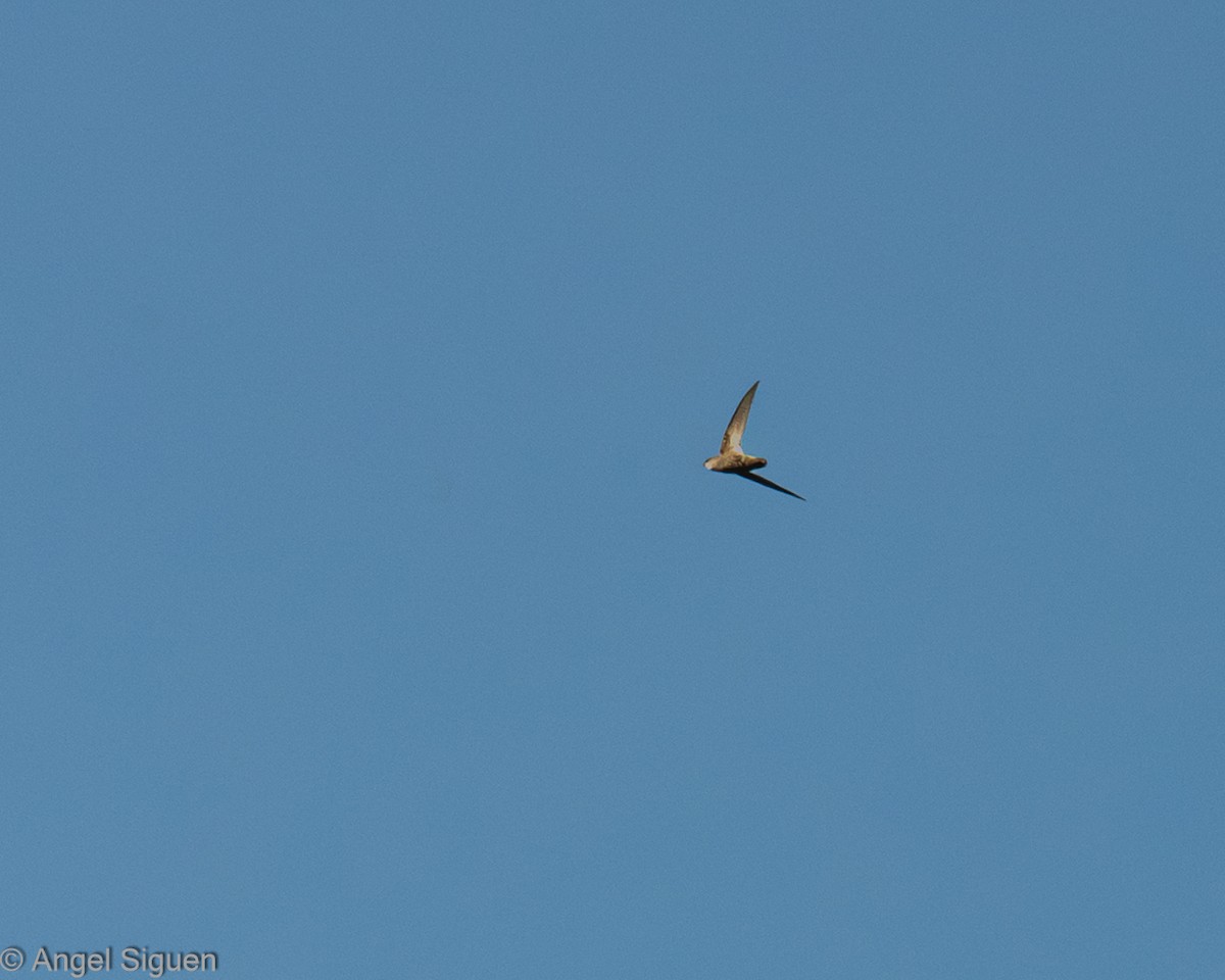 rorýs šedobřichý - ML644314556