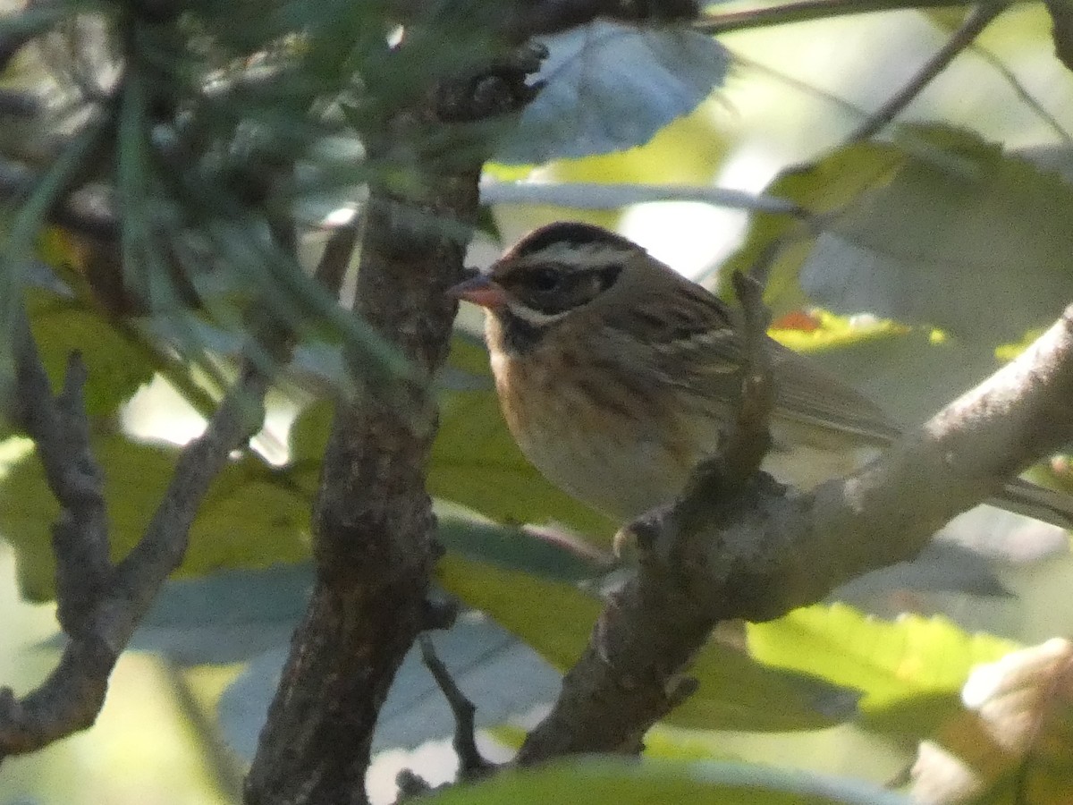 Самнаа хөмрөг - ML644314557